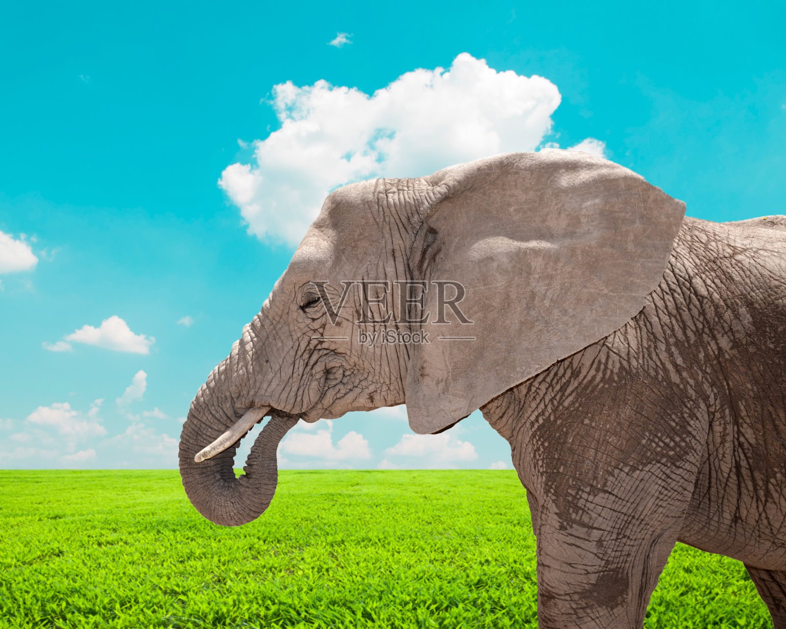 大自然中巨大的非洲象的肖像照片摄影图片