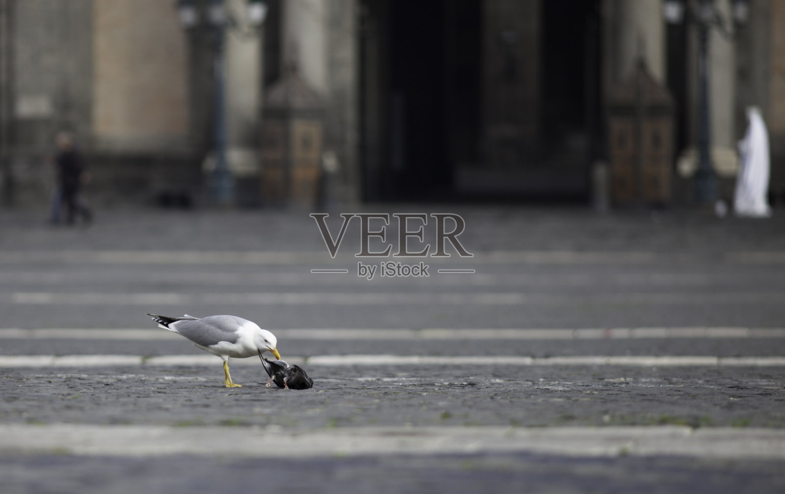 城市海鸥照片摄影图片