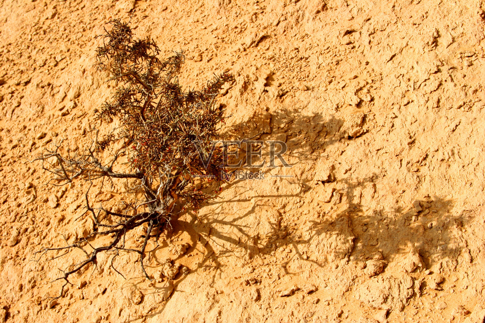 西撒哈拉的沙漠植物照片摄影图片