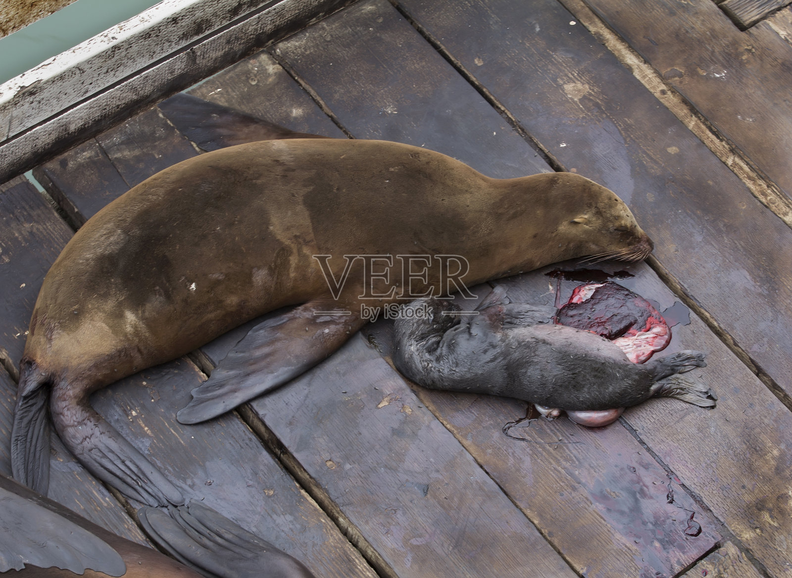 海狮和死去的婴儿照片摄影图片