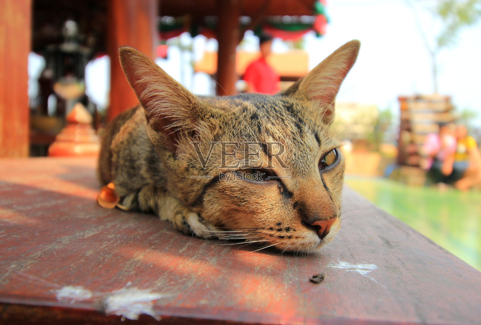 猫躺在桌子上照片摄影图片