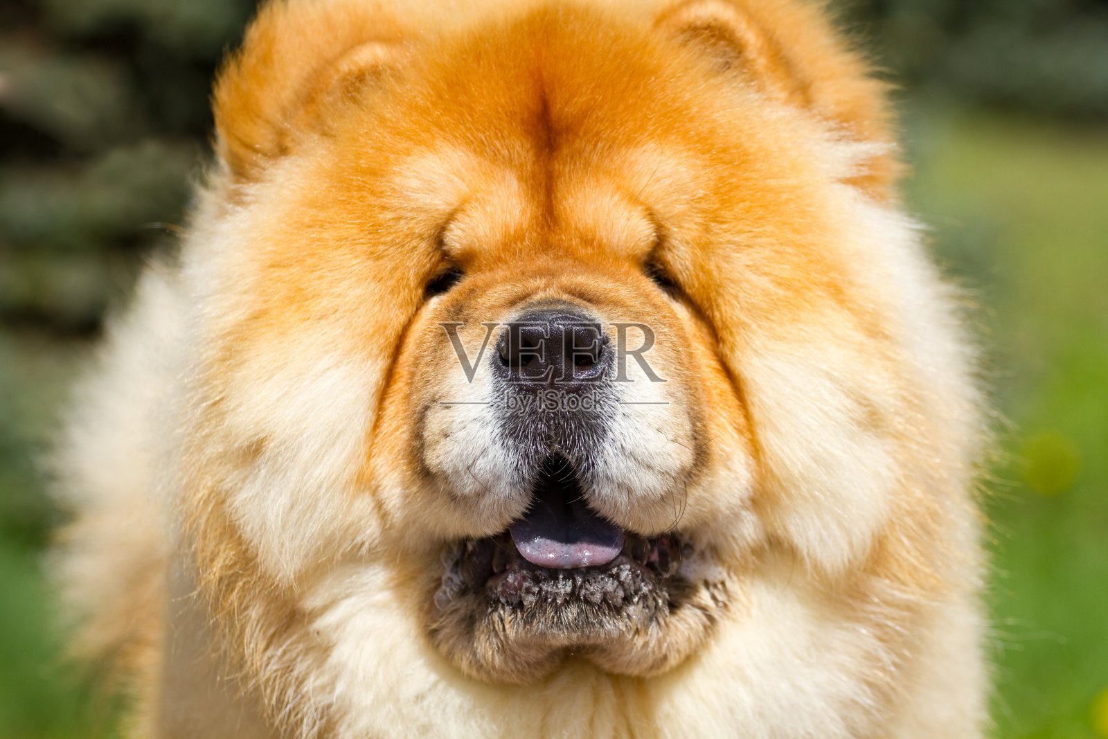 狗狗的肖像照片摄影图片