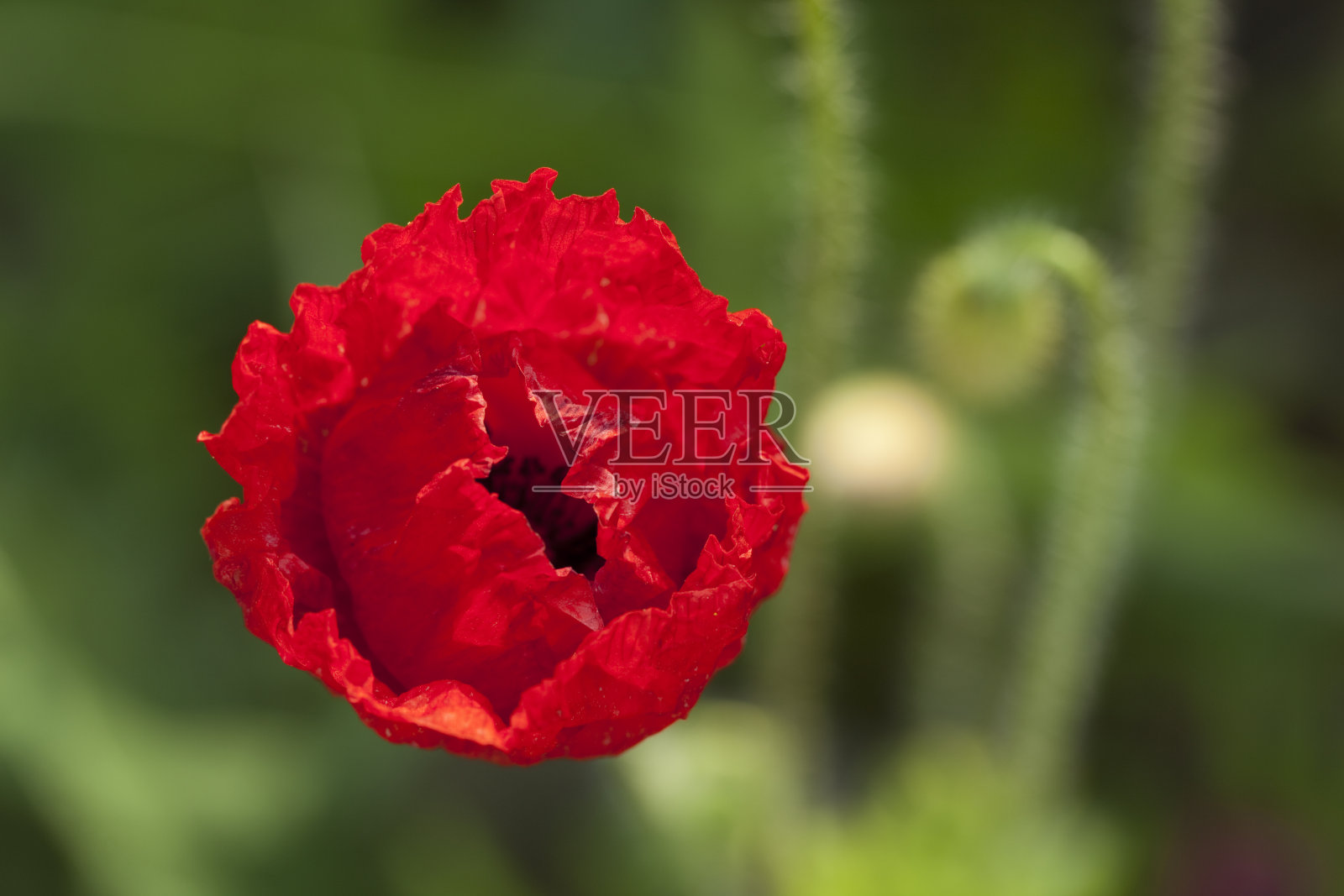 红色罂粟花照片摄影图片