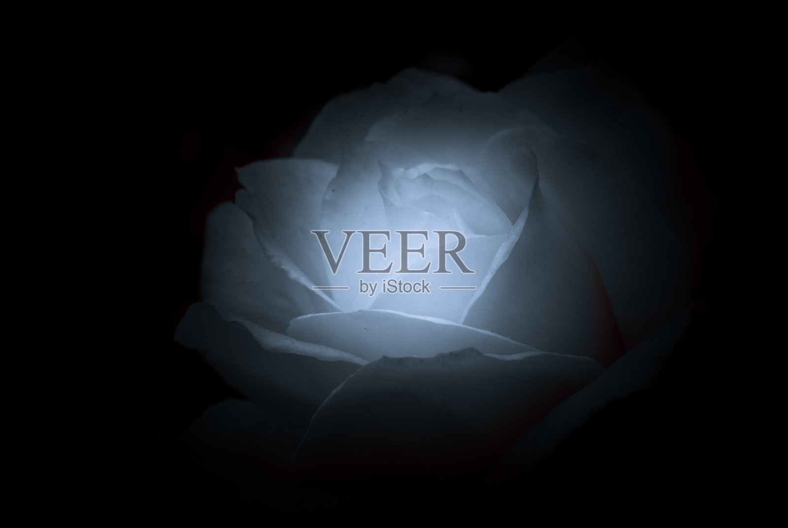 孤立的玫瑰接近p在黑色的背景照片摄影图片