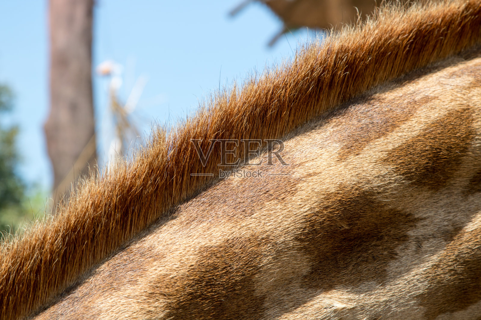 长颈鹿照片摄影图片