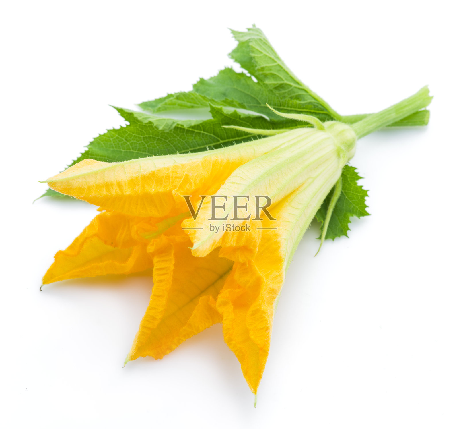 南瓜花。照片摄影图片