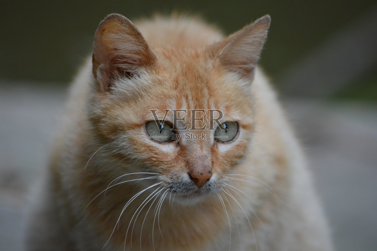 猫照片摄影图片