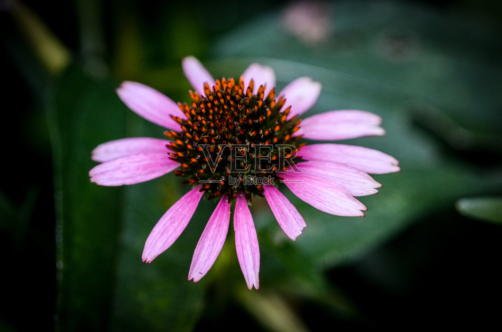 纽约公园的粉色花朵照片摄影图片