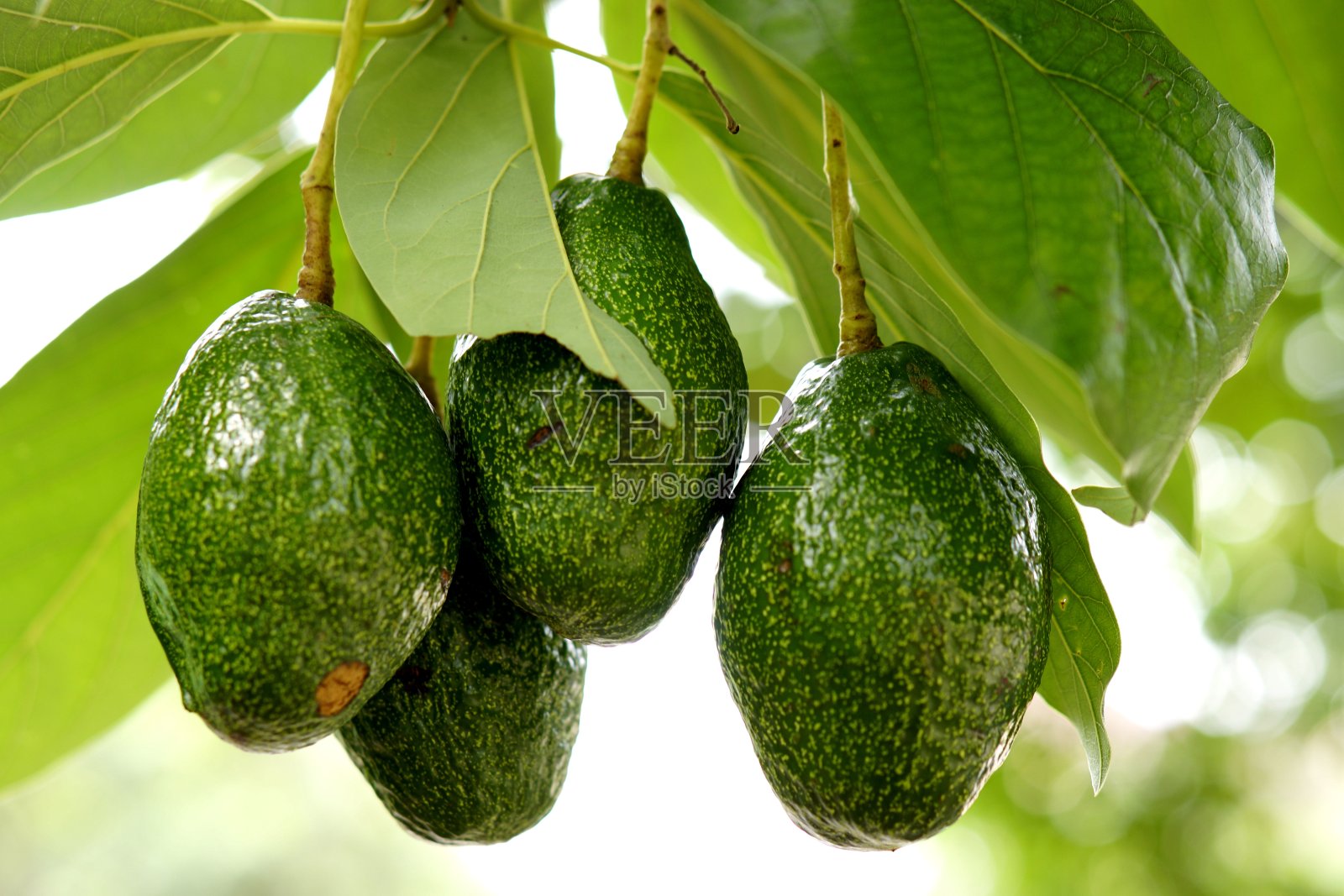 树上的鳄梨照片摄影图片