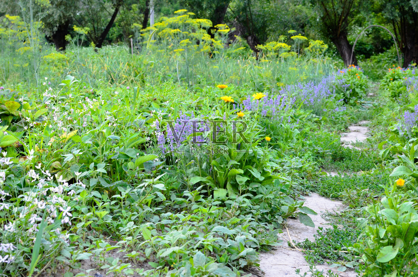 花园设计步道背景有美丽的绿色植物照片摄影图片