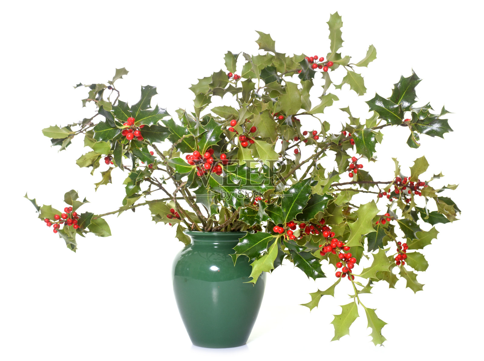 束冬青照片摄影图片