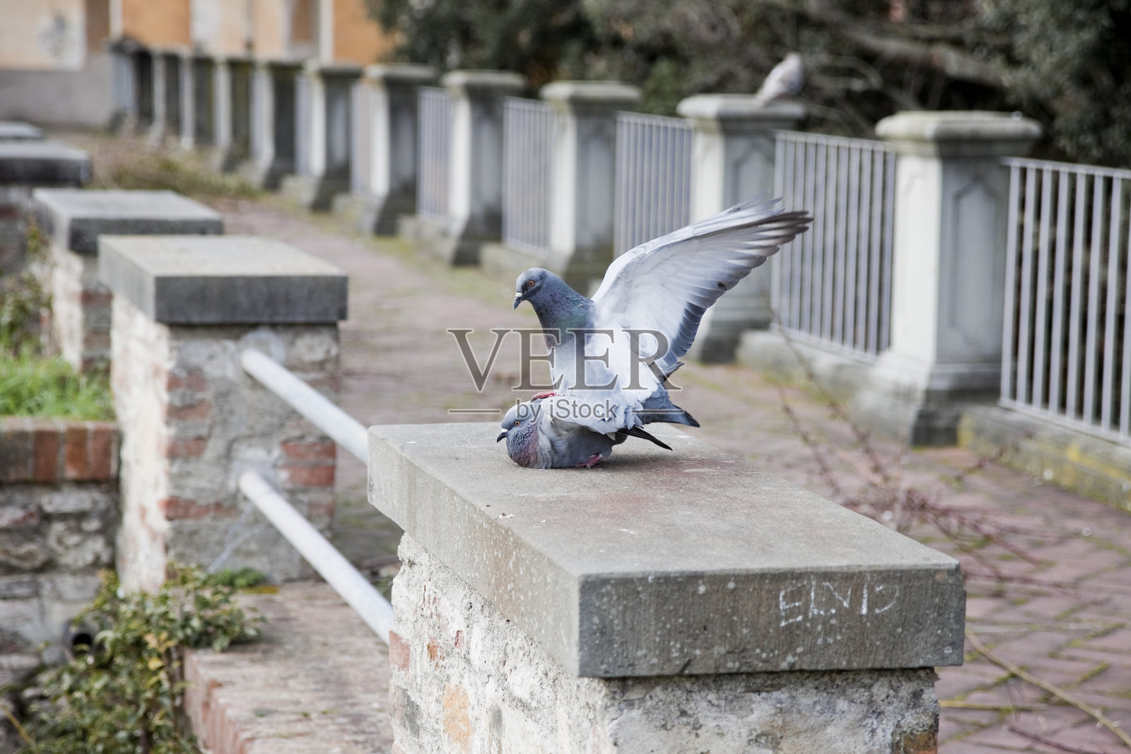 鸽子的爱情故事照片摄影图片