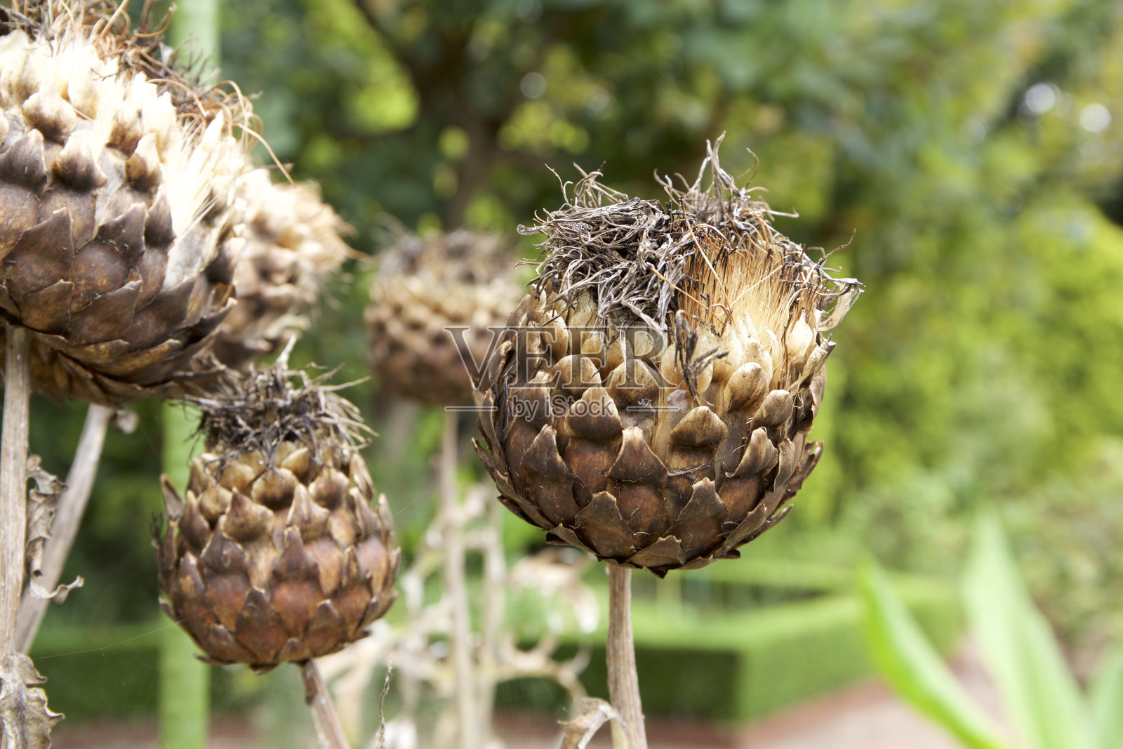 洋蓟种子照片摄影图片