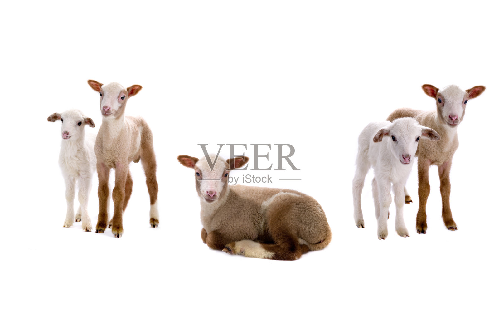 小的羊照片摄影图片