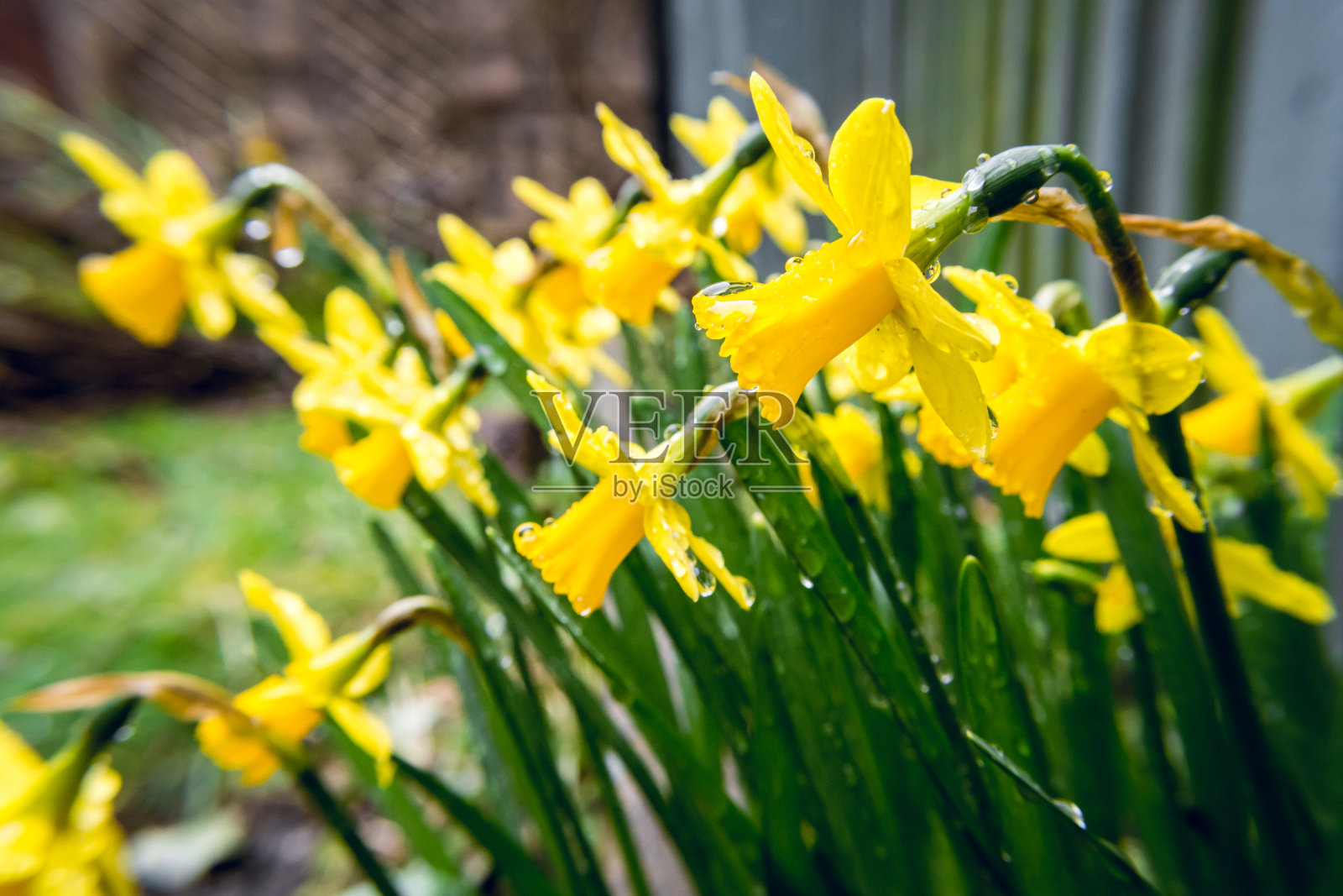 水仙花在早春的雨下在后院照片摄影图片