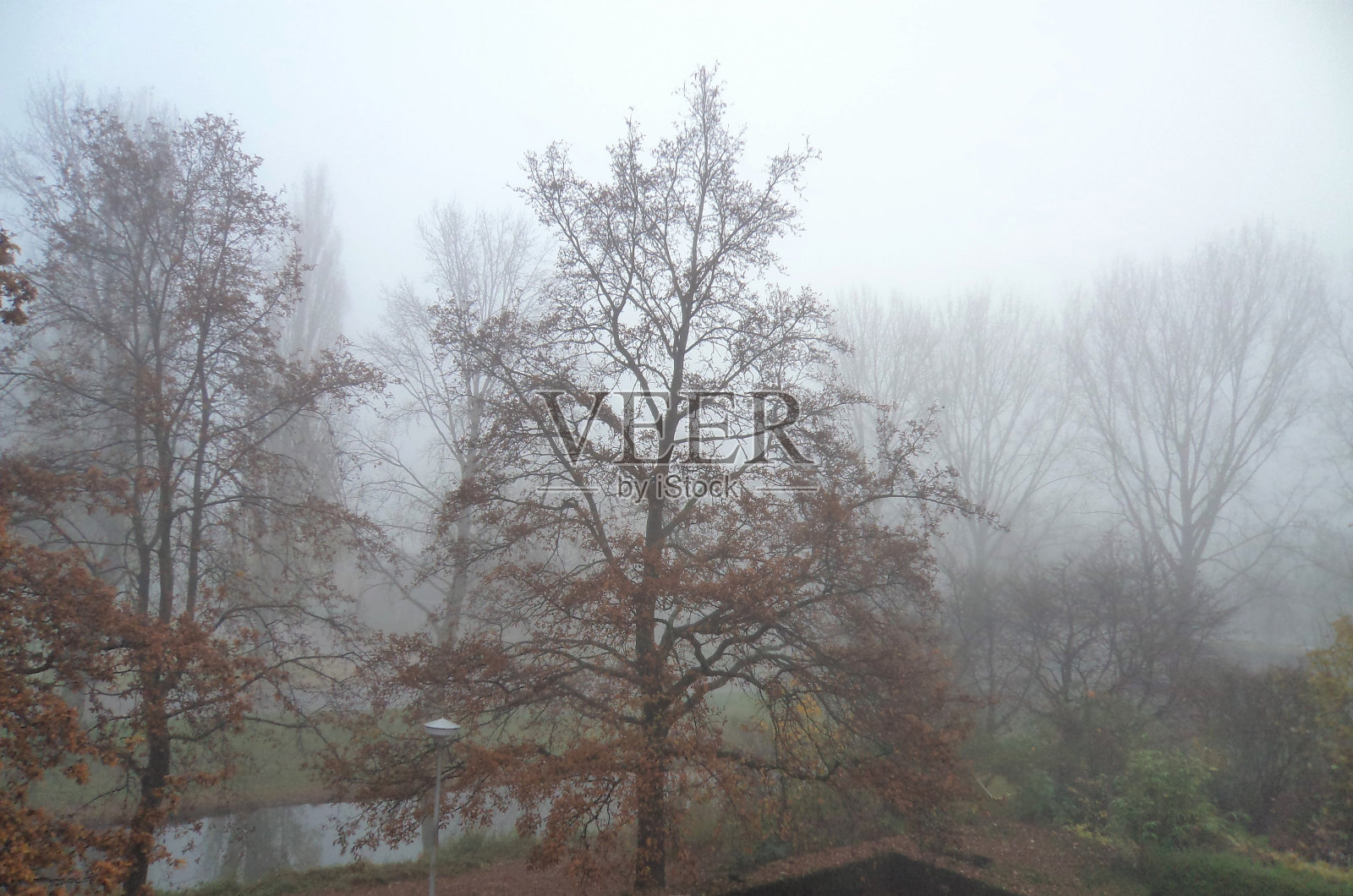 雾中美丽的树木照片摄影图片