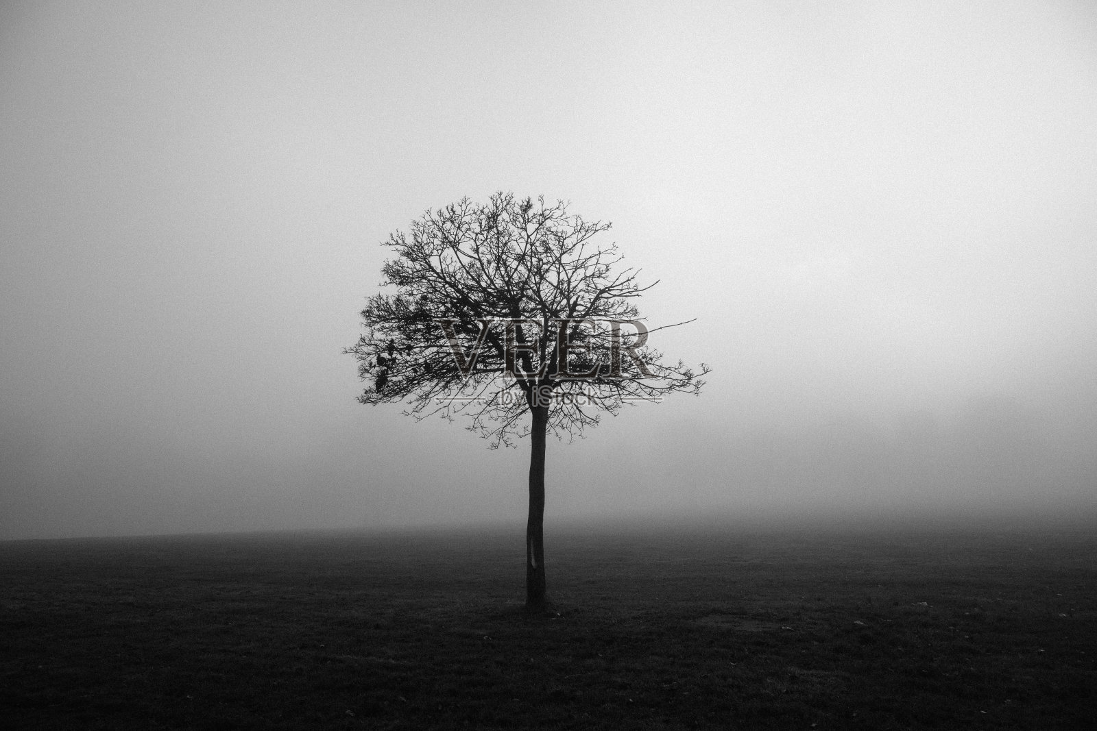 在雾中赤裸照片摄影图片