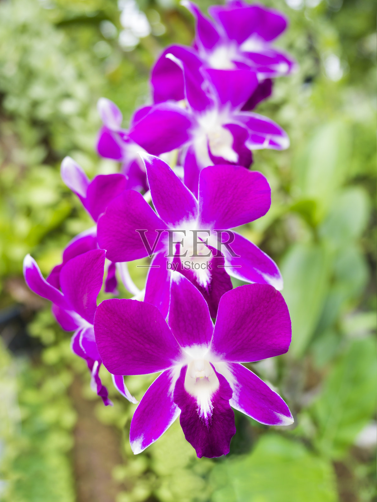 农场的兰花照片摄影图片