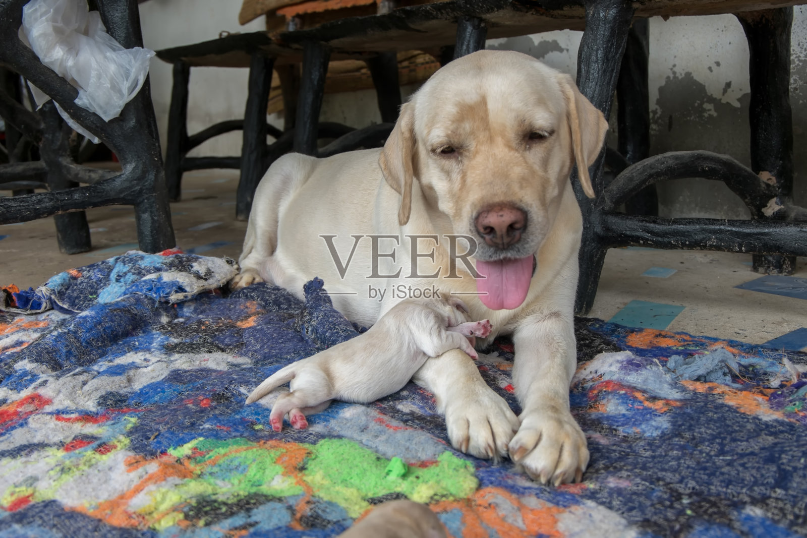 拉布拉多幼犬照片摄影图片