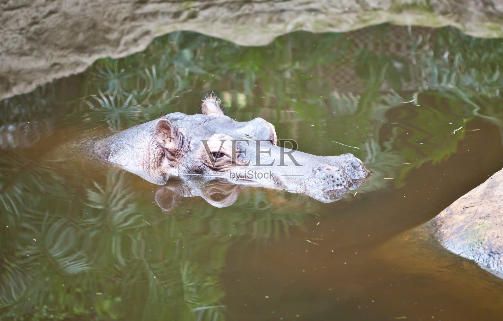 河马照片摄影图片