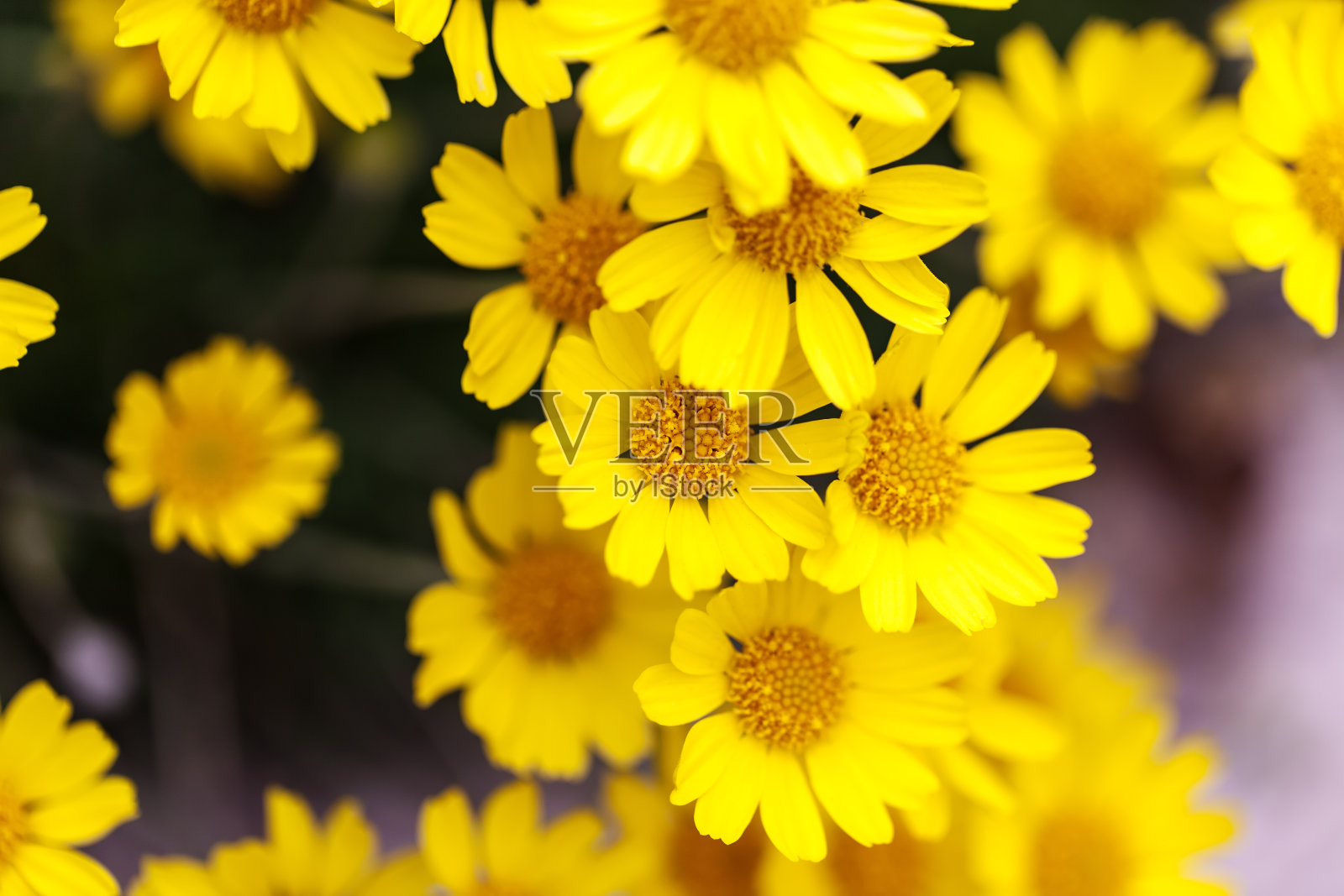 雏菊照片摄影图片