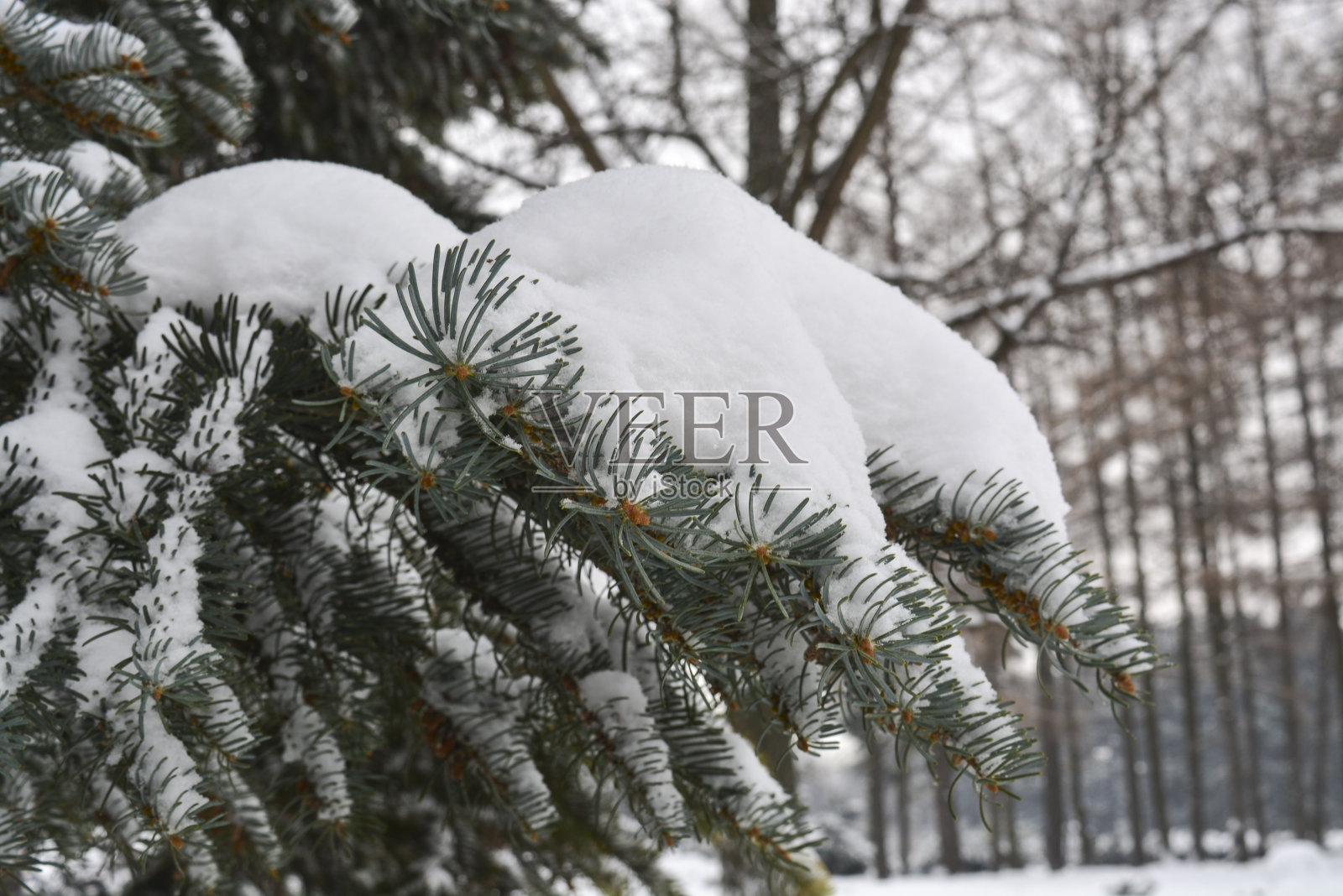 树下的雪照片摄影图片
