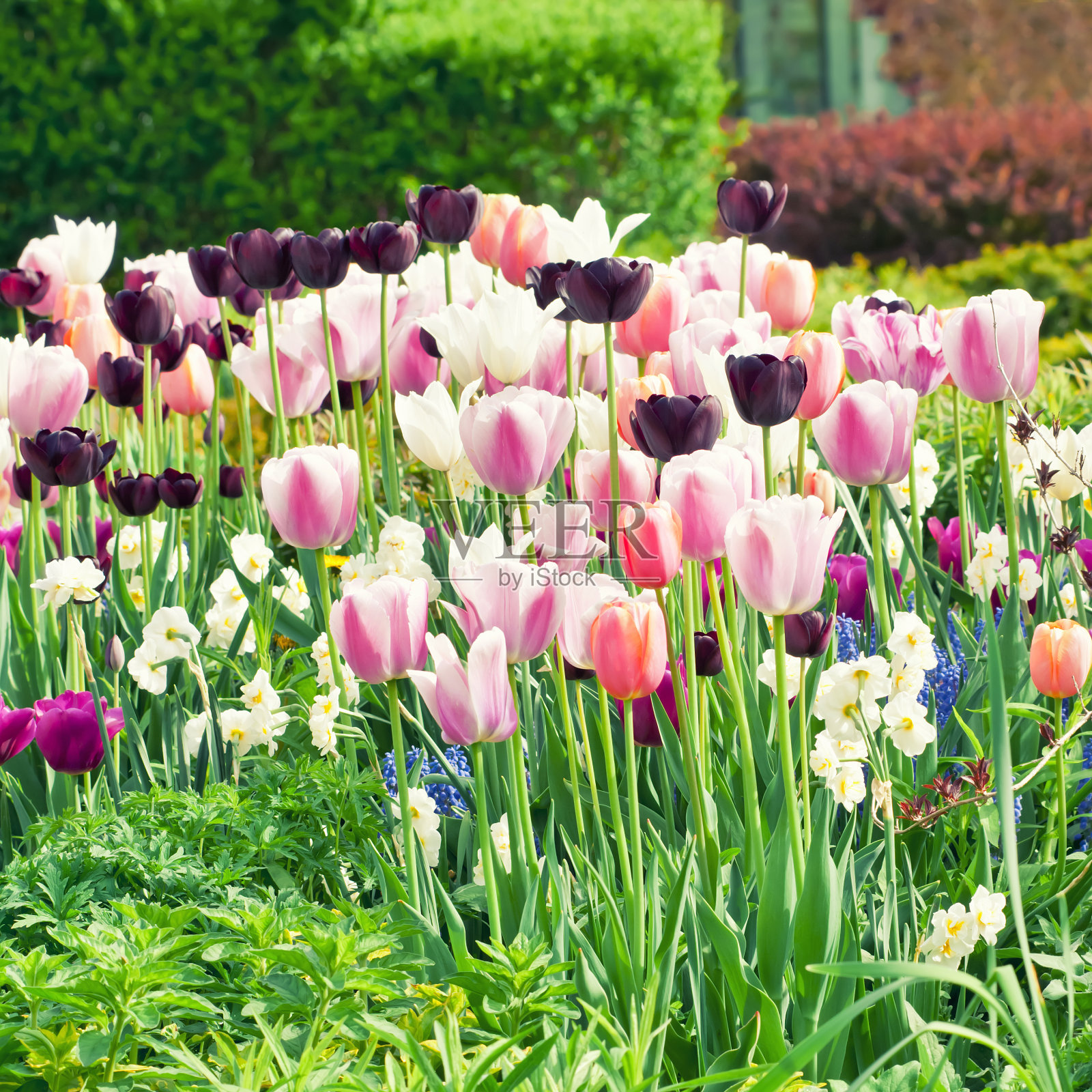 春季花园:郁金香、水仙花、麝香草照片摄影图片