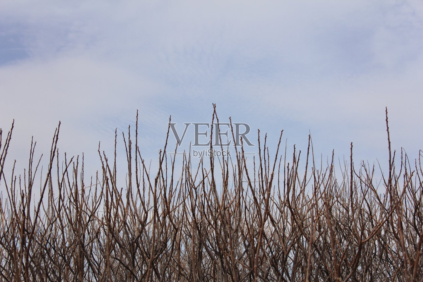 光滑漆树，冬季无叶中照片摄影图片