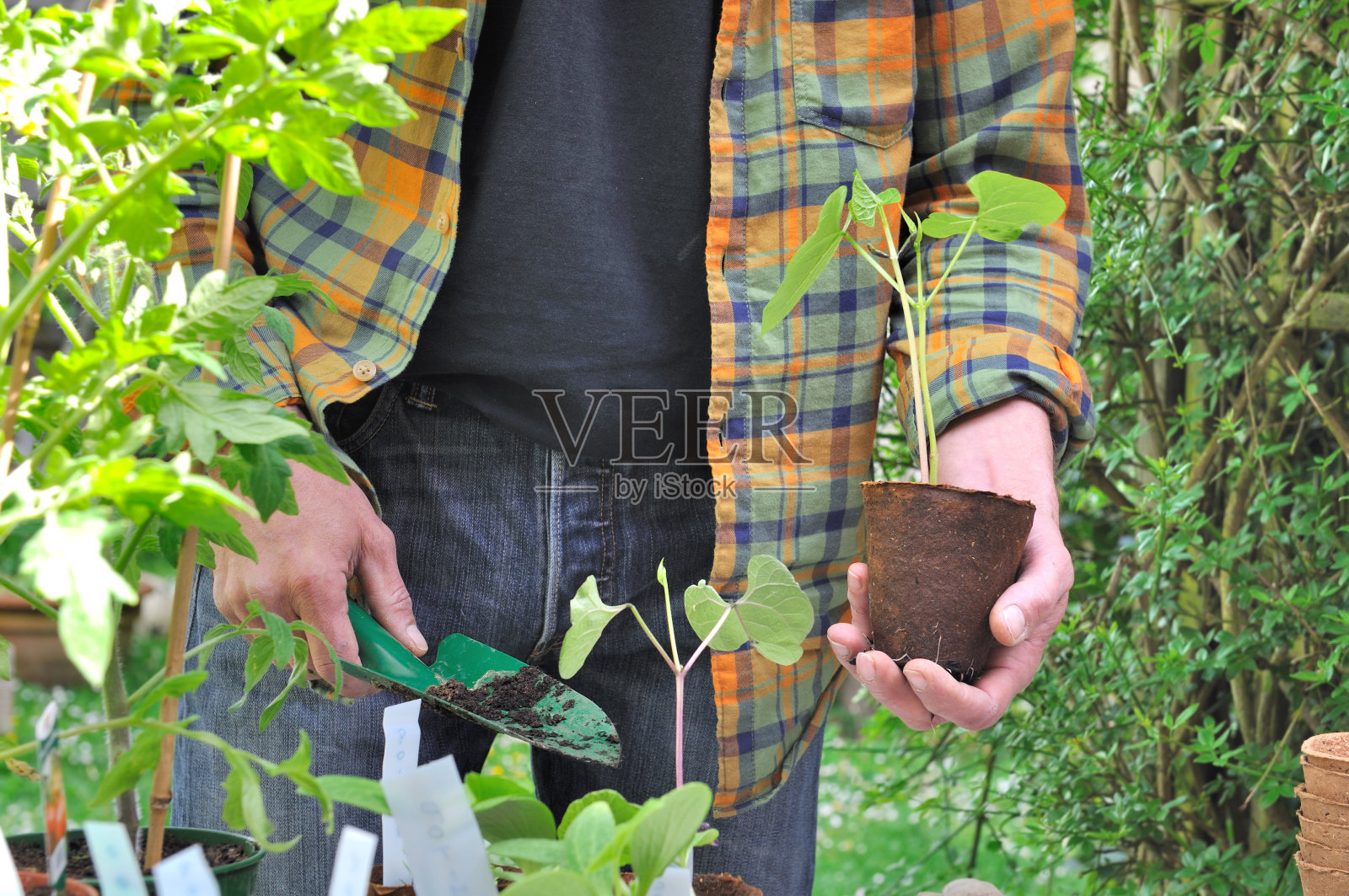 豆幼苗种植园照片摄影图片