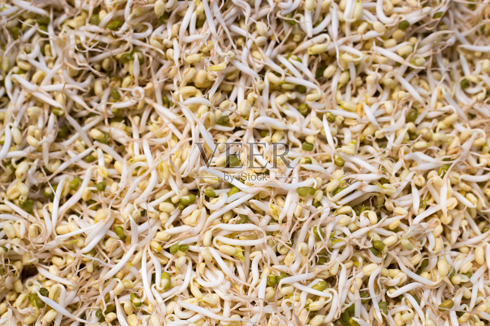 豆芽，大豆芽照片摄影图片