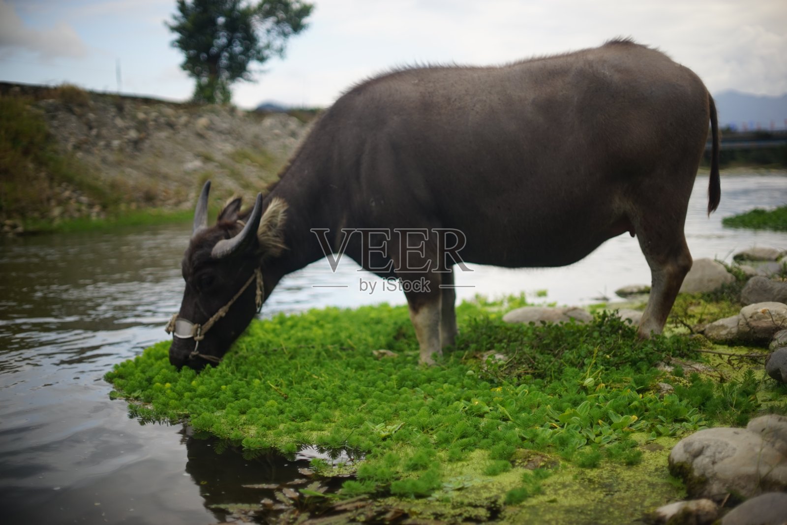 水牛照片摄影图片