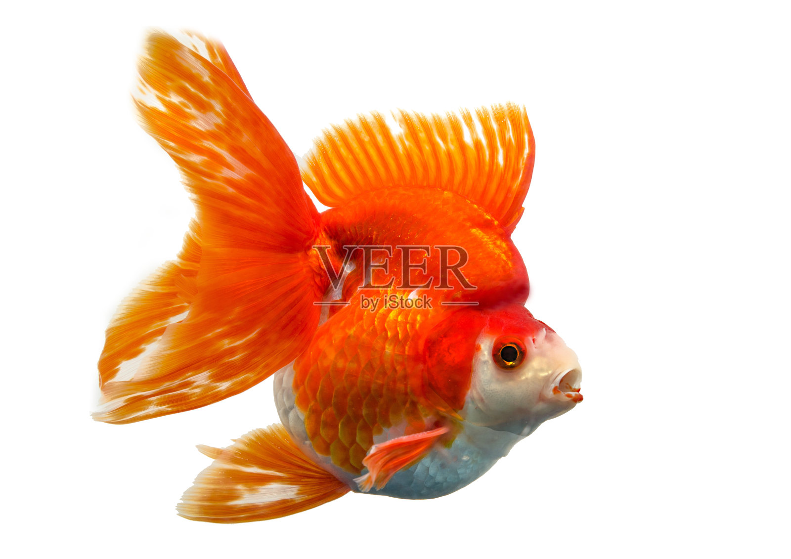 美丽的金鱼孤立在白色的背景照片摄影图片