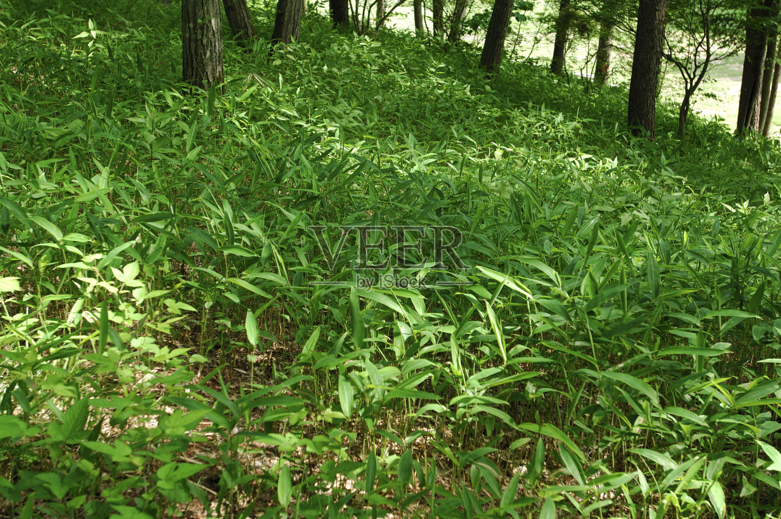 亚布照片摄影图片