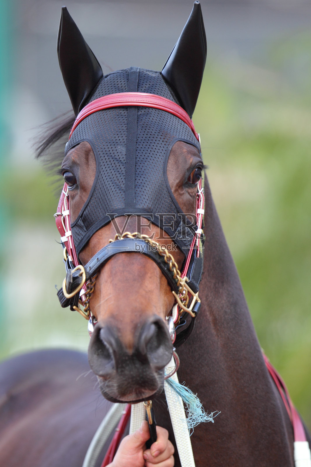 带耳塞的马头照片摄影图片