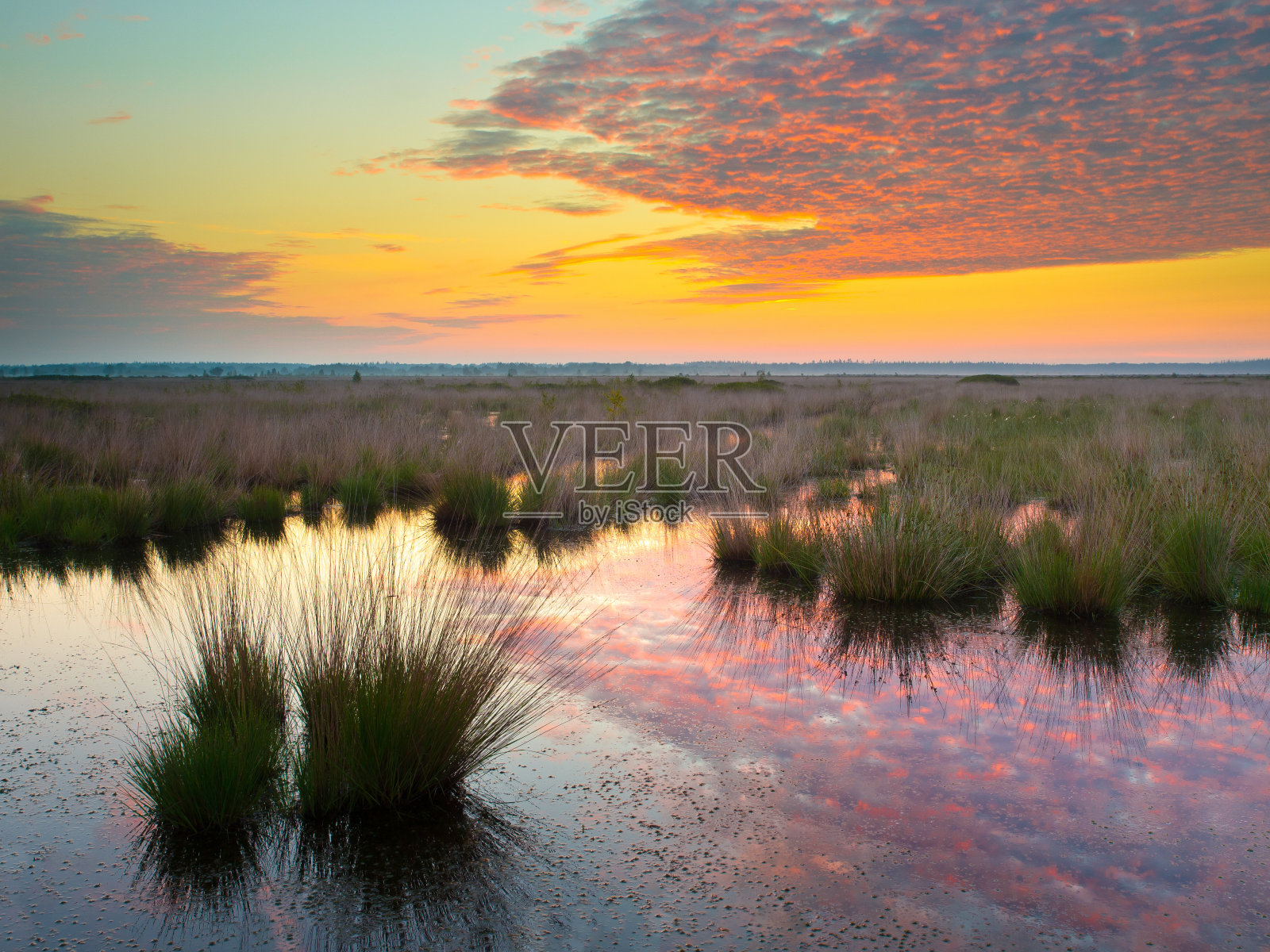 沼泽在黄昏照片摄影图片