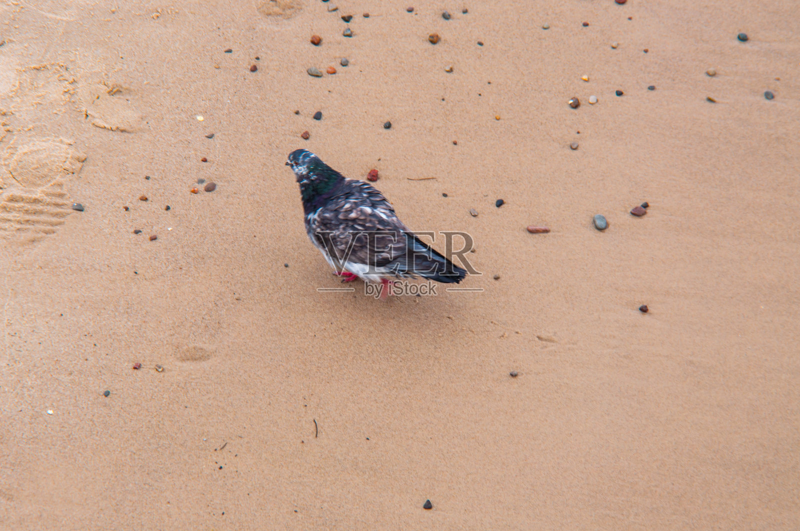 鸽子照片摄影图片