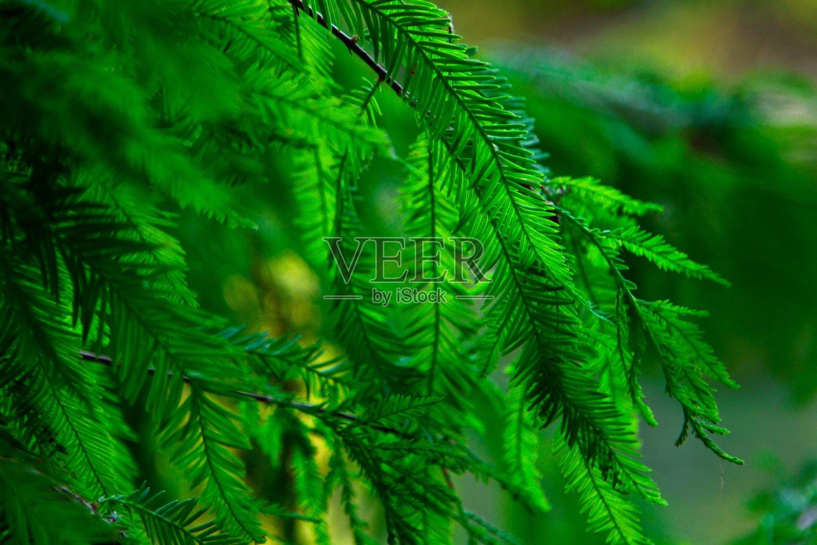 松树枝照片摄影图片