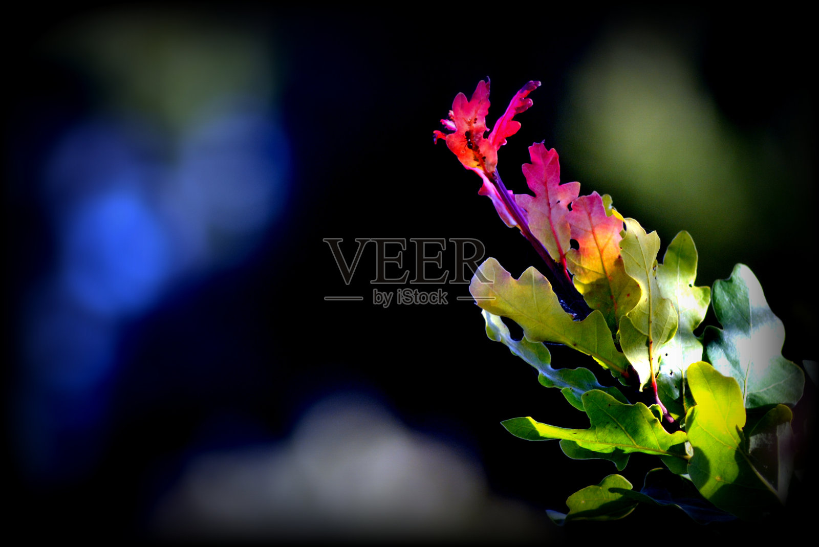 色彩鲜艳的橡树。照片摄影图片