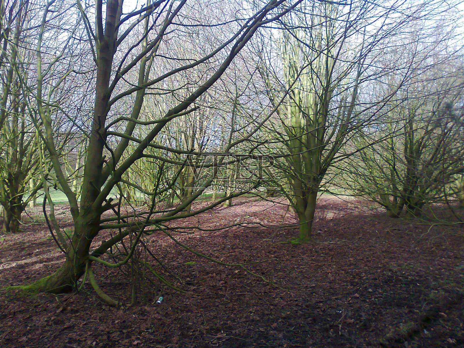 树木与绿色的树枝在伊拉克照片摄影图片