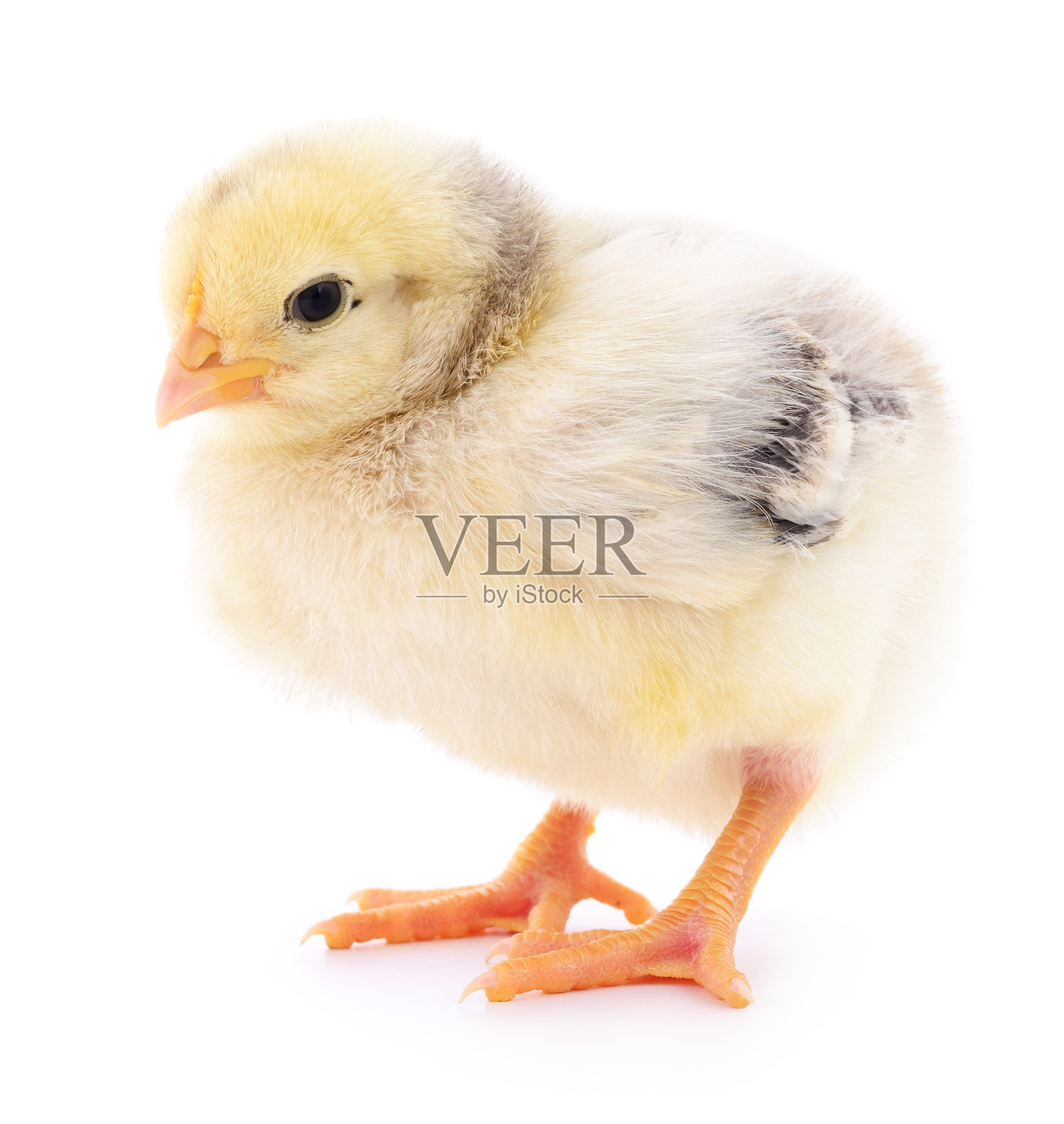 黄色小鸡肉。照片摄影图片