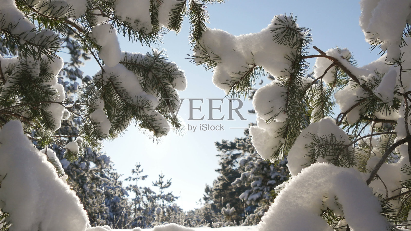 冬日的阳光穿过白雪覆盖的冷杉树枝照片摄影图片