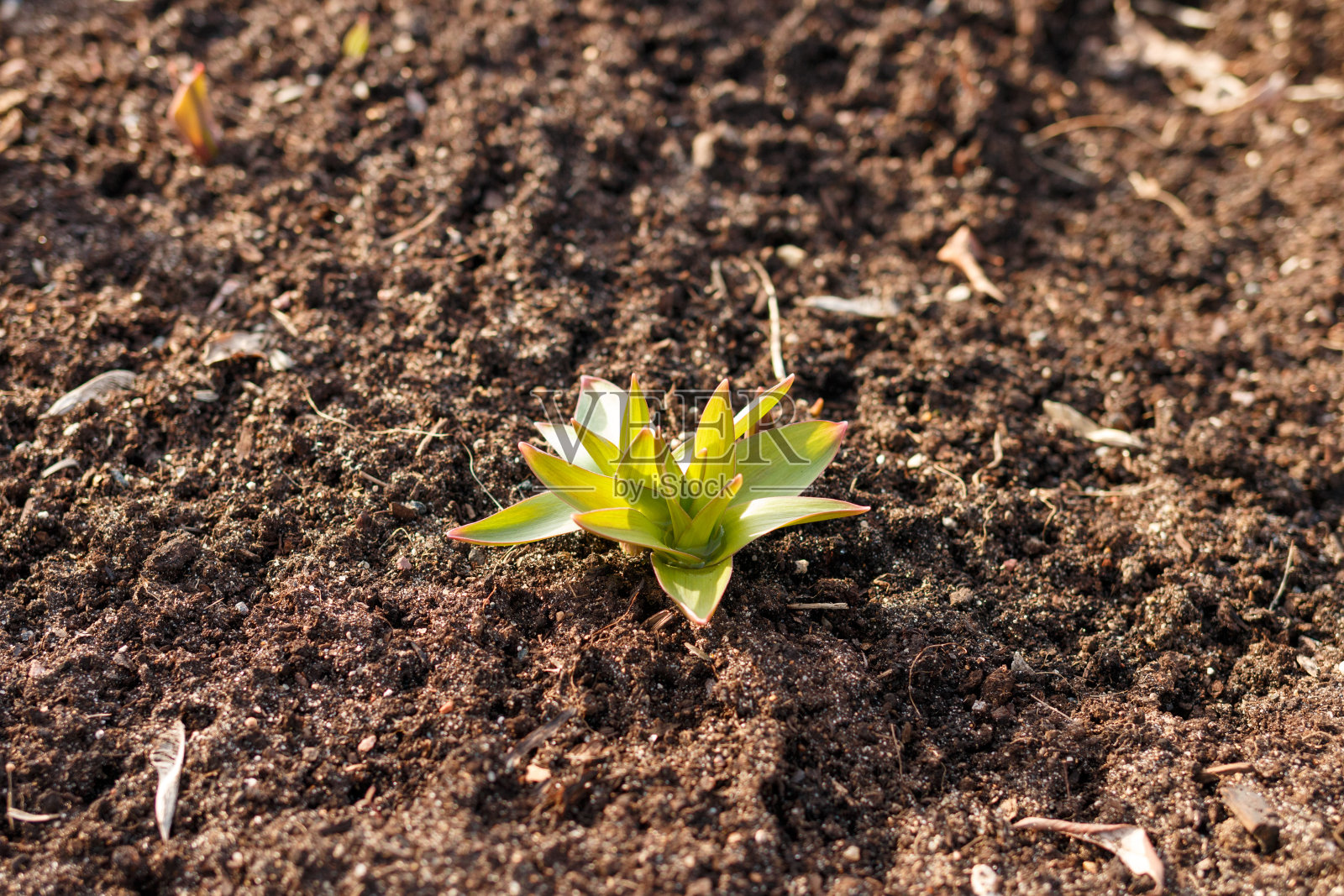第一个春天的花朵照片摄影图片