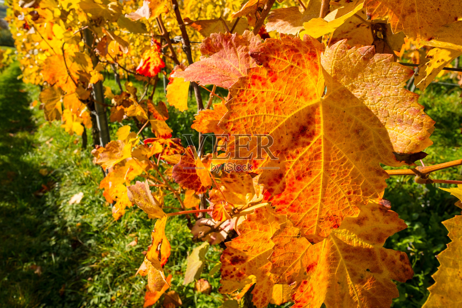 葡萄叶在黄色，橙色和红色的秋天颜色照片摄影图片