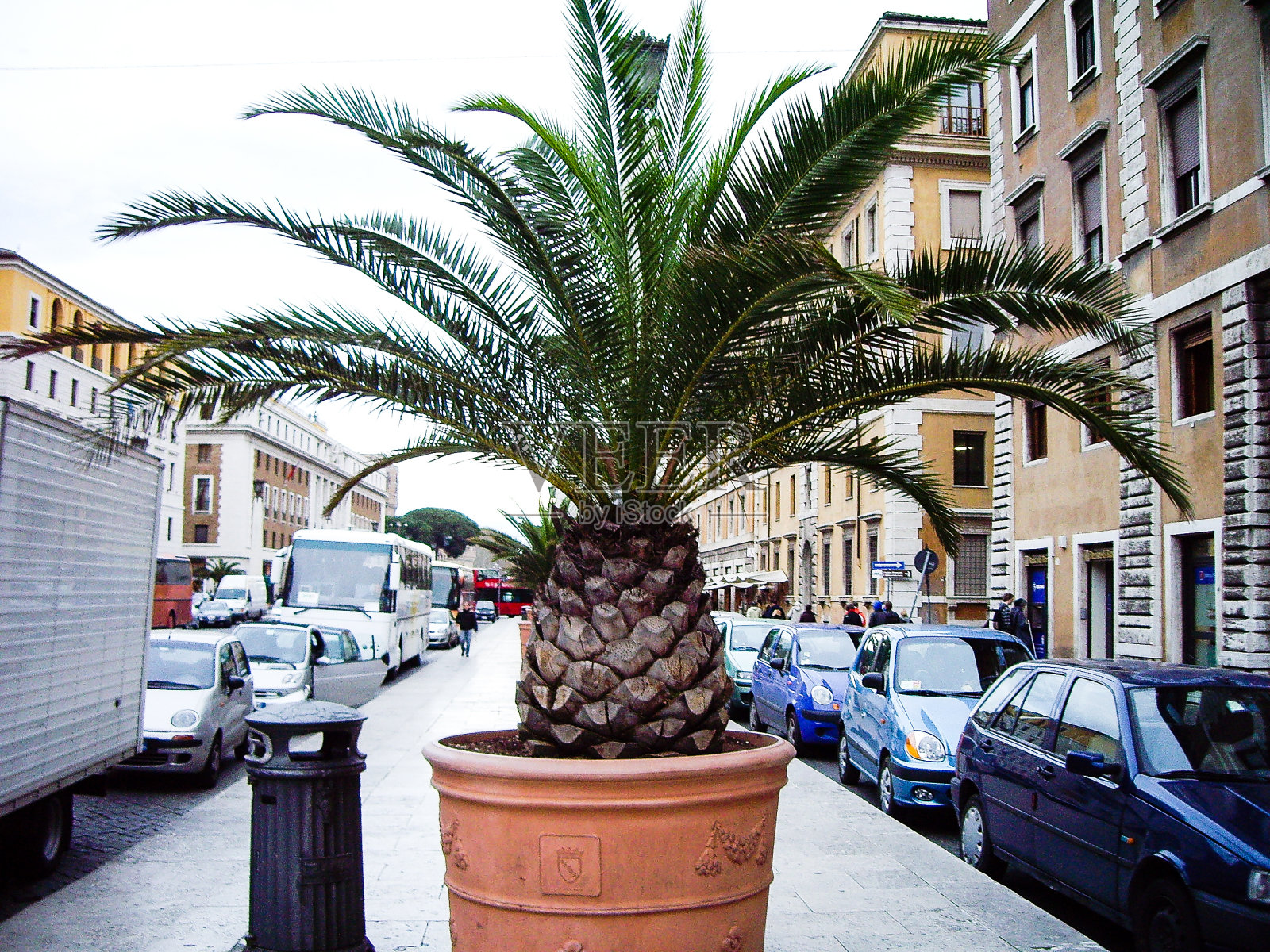 意大利罗马城的松果照片摄影图片