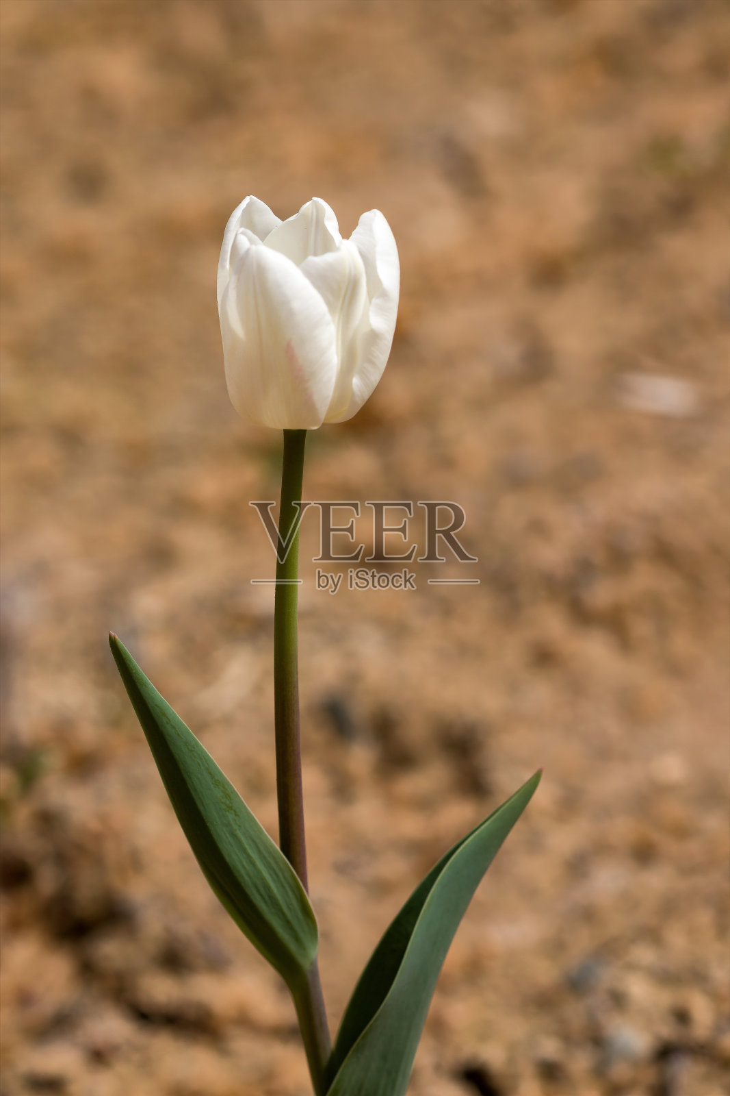 郁金香花和绿叶。美丽的郁金香照片摄影图片