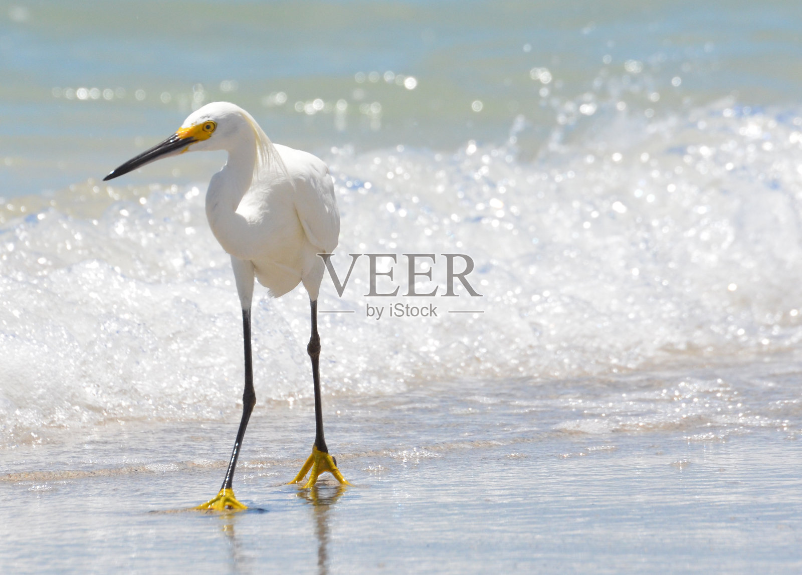 雪Egret-5照片摄影图片