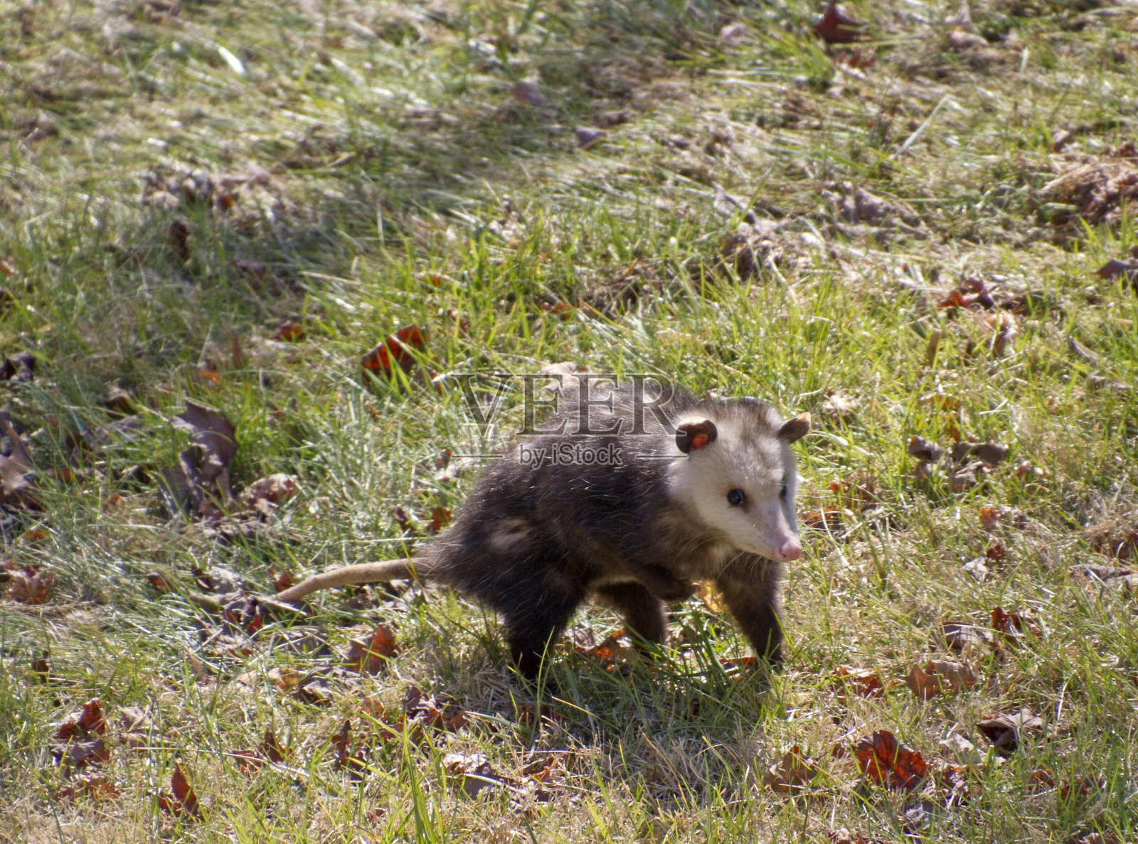 院子里的负鼠照片摄影图片