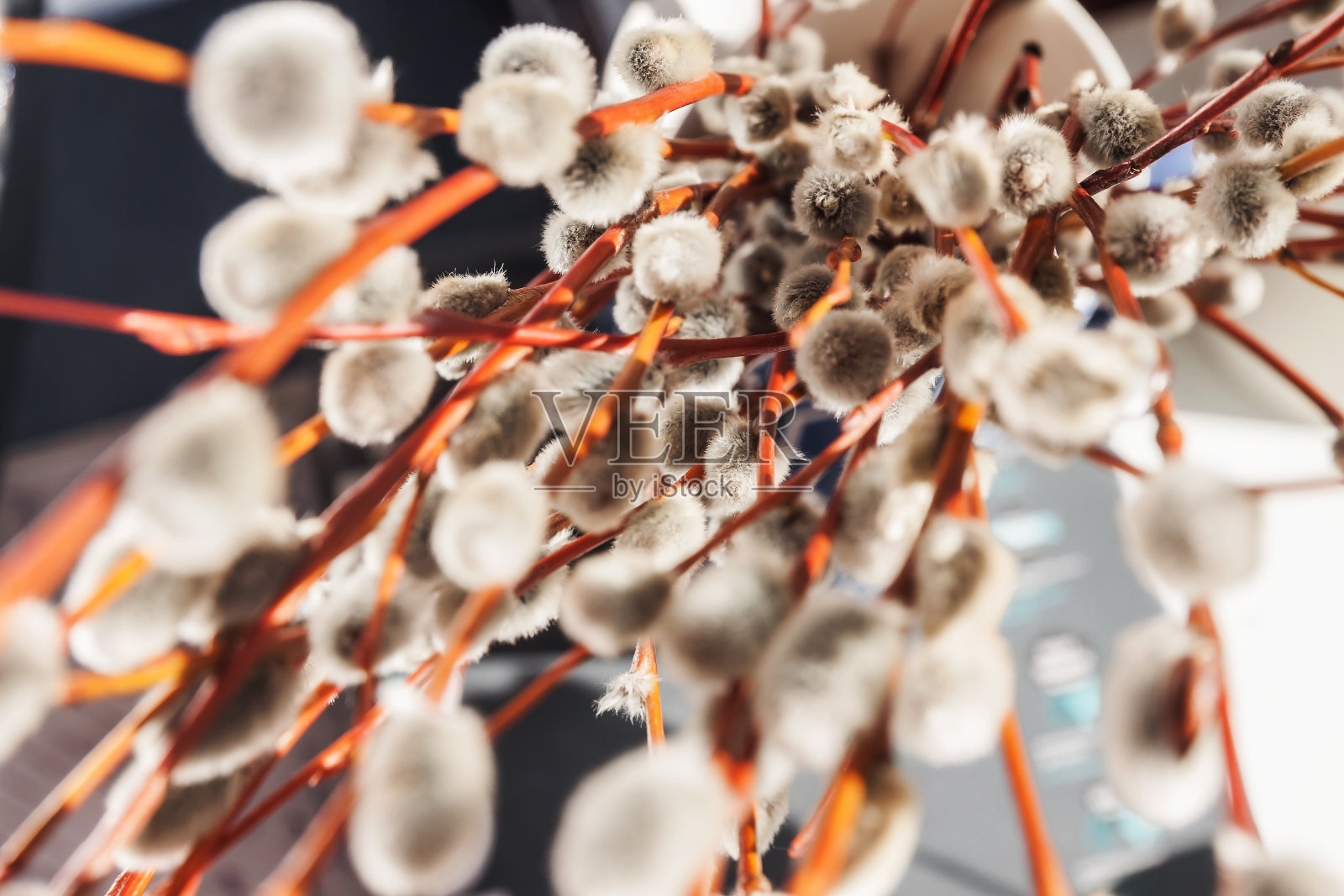 柳树在阳光下模糊的封闭，特写照片摄影图片