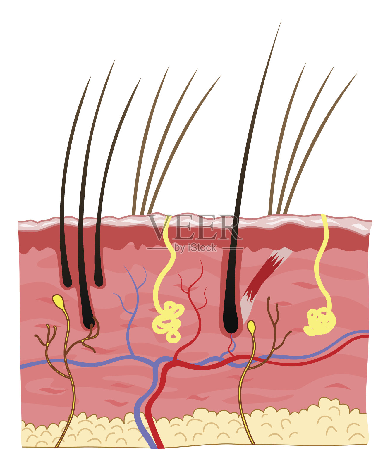 猫的皮肤结构插画图片素材