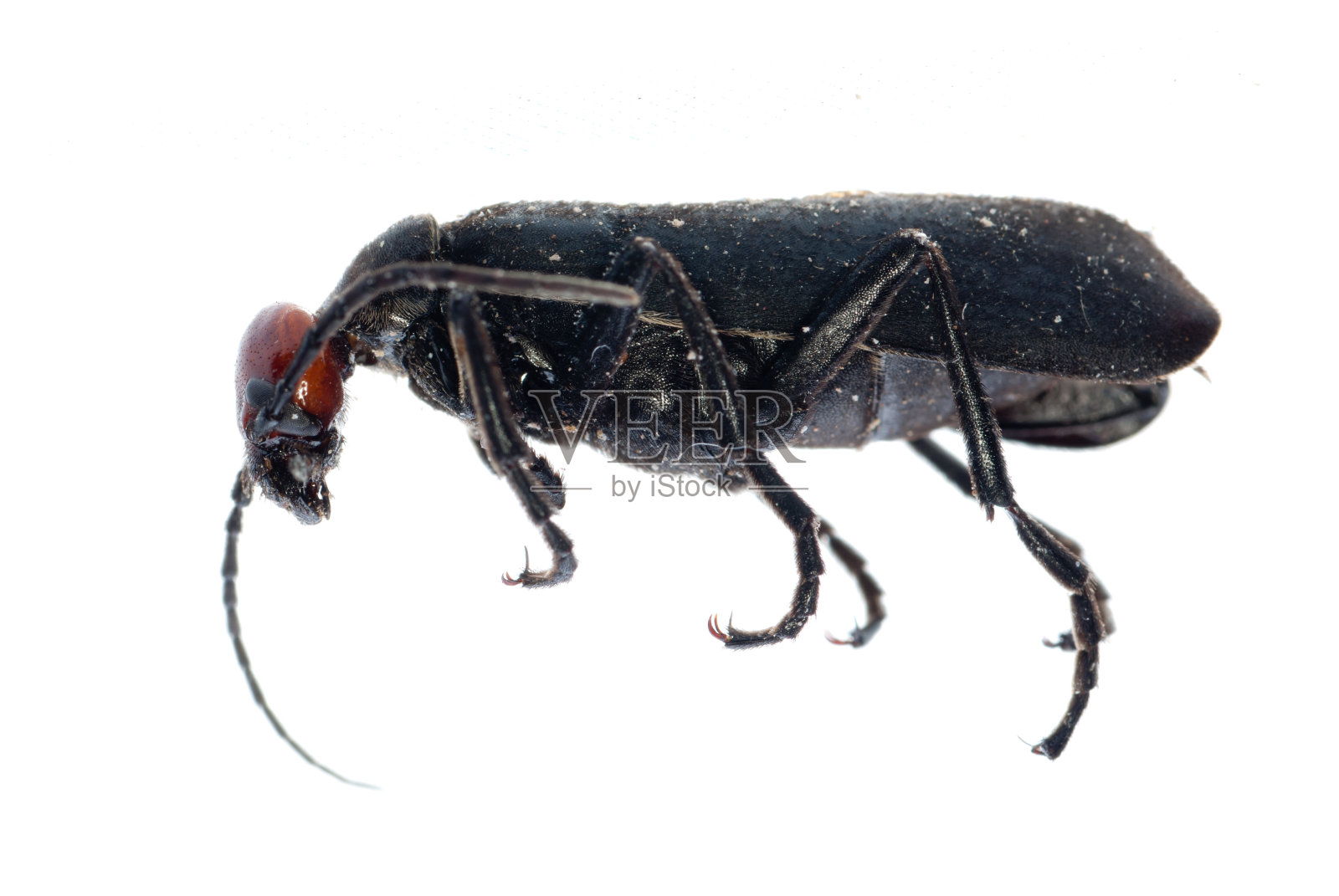 虫泡油甲虫照片摄影图片